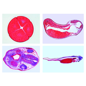 LIEDER Desarrollo del embrión de la rana (10 prep.)