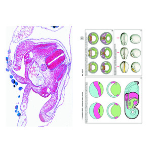 LIEDER Embriología y desarrollo animal, suplemento (12 prep.), kit de aprendizaje