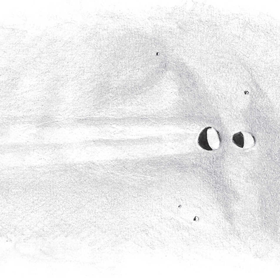 Capturas de Messier y Messier A a la puesta de Sol con un telescopio de 150 mm de apertura y 180 aumentos. L. Spix