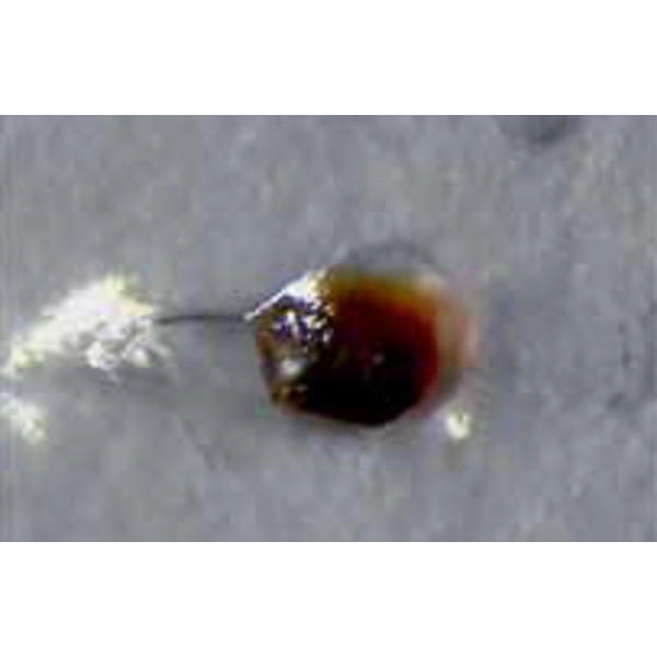 Hund Microscopio stereo zoom Wiloskop - F, trípode ST - AD, LED, trinocular
