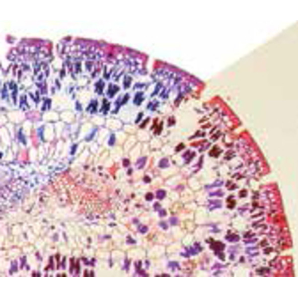 Optika Microscopio B-383Ph, plan, trinocular, X-LED, DIN