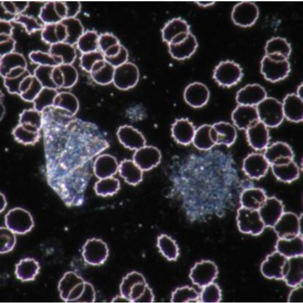 Novex Microscopio 86.091-DFLED, trinocular