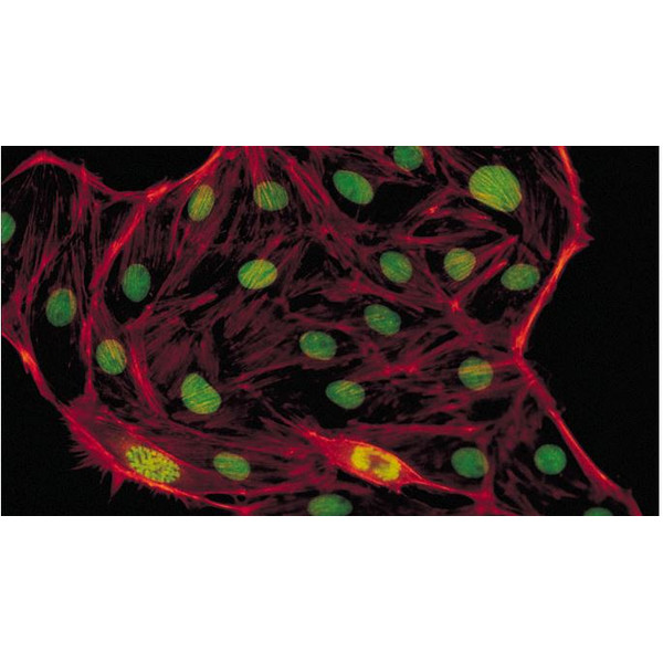 Evident Olympus Microscopio CX41 Fluorescencia, trino, Hal, 40x,100x, 400x
