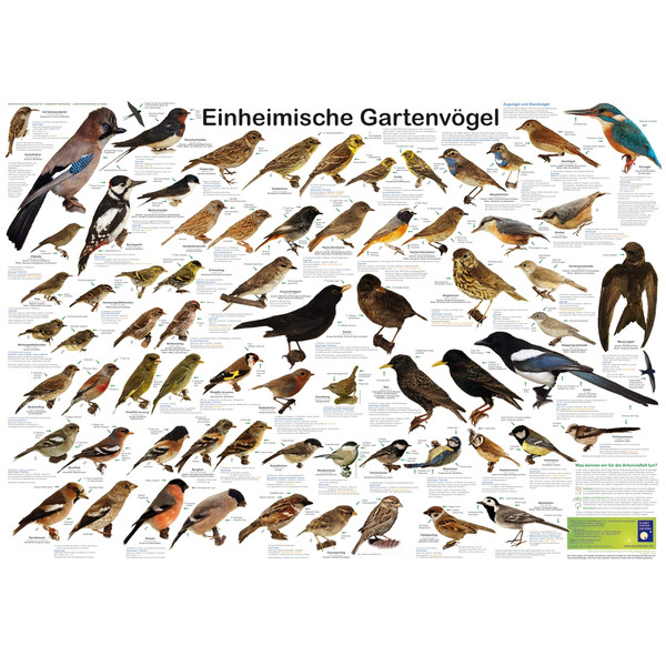 Planet Poster Editions Póster Einheimische Gartenvögel