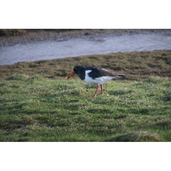 Leica Catalejo Digiscoping-Kit: APO-Televid 65 + 25-50x WW + T-Body black + Digiscoping-Adapter