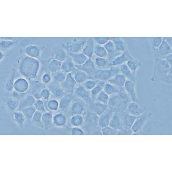 Evident Olympus Microscopio Olympus CX43 POL, bino, LED, ohne Objektive!