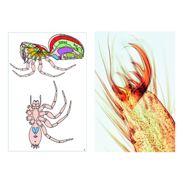 LIEDER Invertebrados, suplemento (12 prep.), kit de aprendizaje