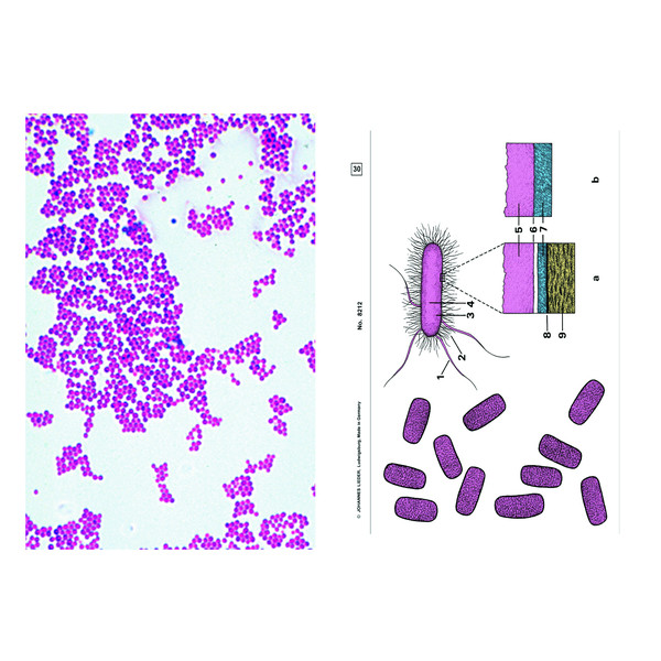 LIEDER Bacterias, suplemento (12 prep.), kit de aprendizaje