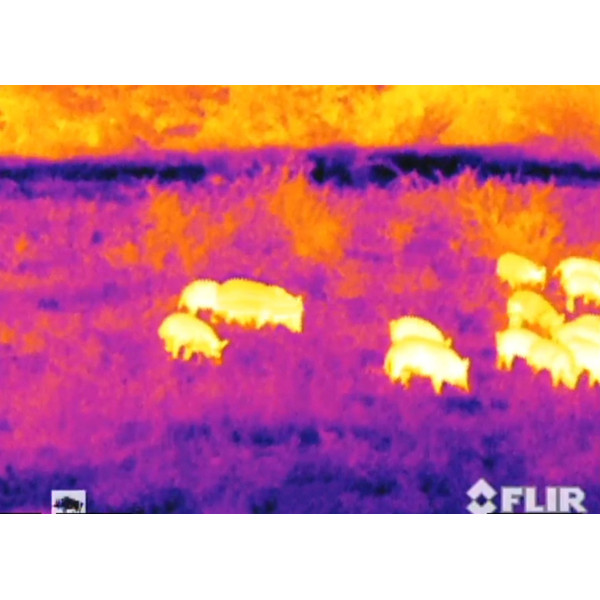 Armasight Cámara térmica Command 336, 3-12x50 (60 Hz)