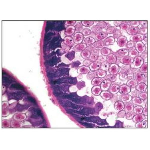 Optika Microscopio achro, bino, 400x, LED, B-50B