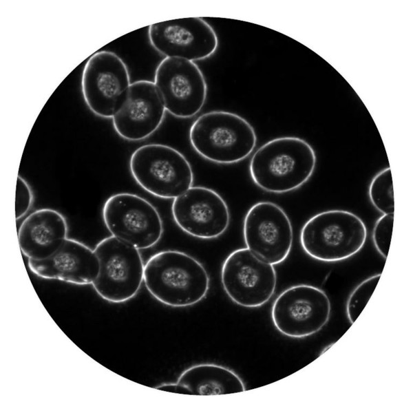 Optika Microscopio Mikroskop B-510DKIVD, trino, darkfield, W-PLAN IOS, W-PLAN, 40x-1000x, IVD