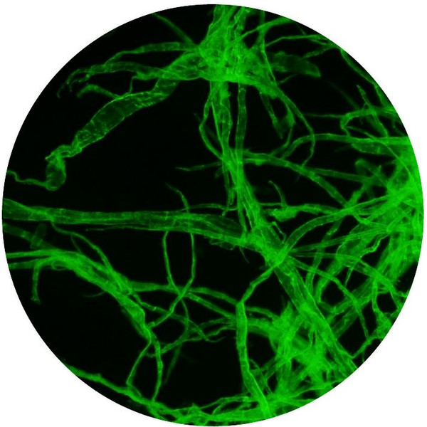 Optika Microscopio Mikroskop B-510FL-US, trino, FL-HBO, B&G Filter, W-PLAN, IOS, 40x-400x, US