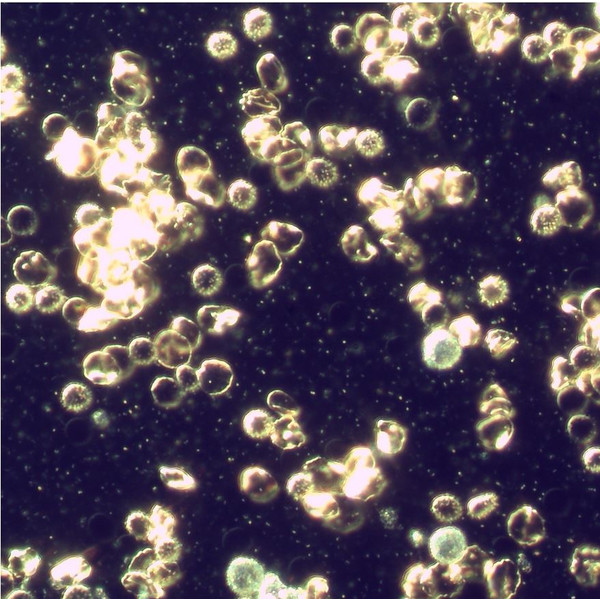 Pulch+Lorenz Cámara docu. de campo oscuro, 2,3MP, 1/1,2", USB 3.0