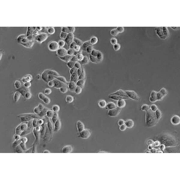 ZEISS Microscopio invertido Primovert bino Ph1, 40x, 100x, Cond 0,3