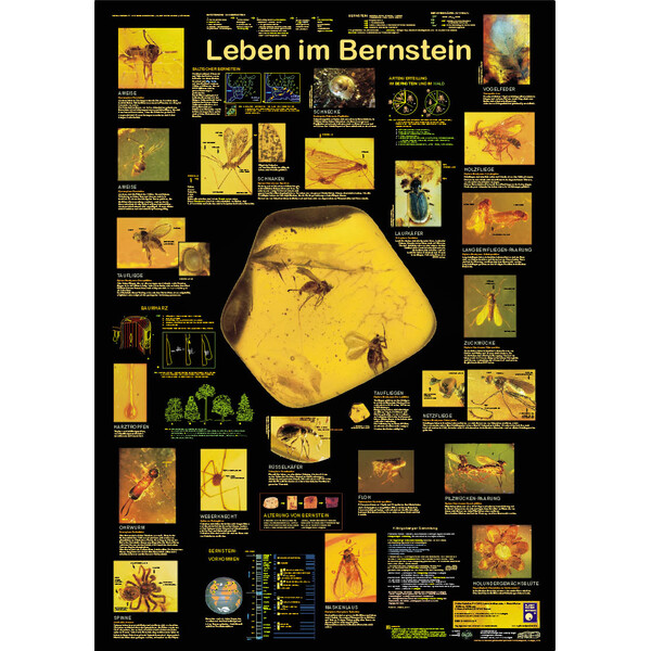 Planet Poster Editions Póster Leben im Bernstein