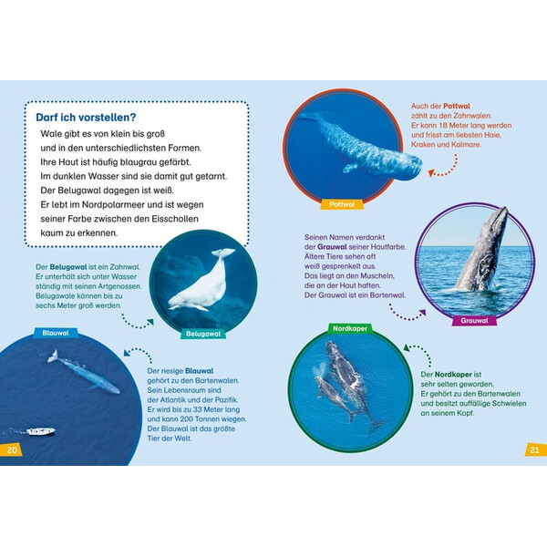 Tessloff-Verlag WAS IST WAS Primera lectura: Ballenas y delfines