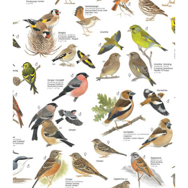 Planet Poster Editions Póster Vögel in den Gärten und Parks Europas