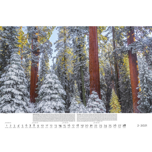 Palazzi Verlag Calendarios Wälder der Erde 2021