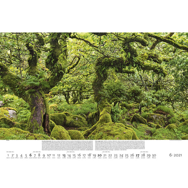 Palazzi Verlag Calendarios Wälder der Erde 2021