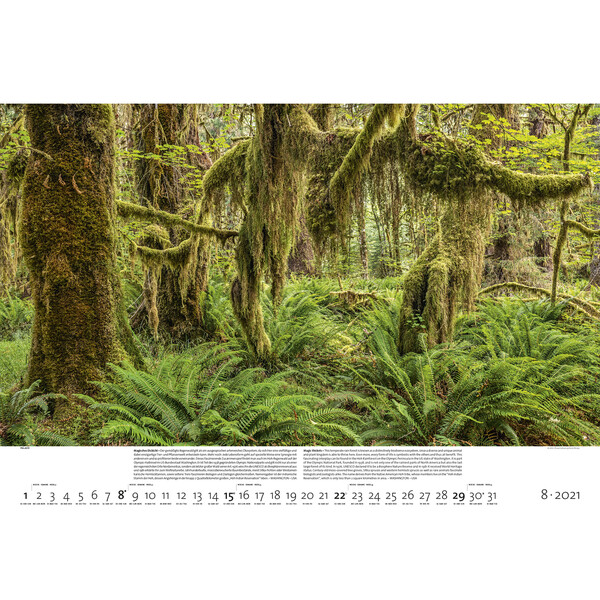 Palazzi Verlag Calendarios Bosques de la tierra 2021
