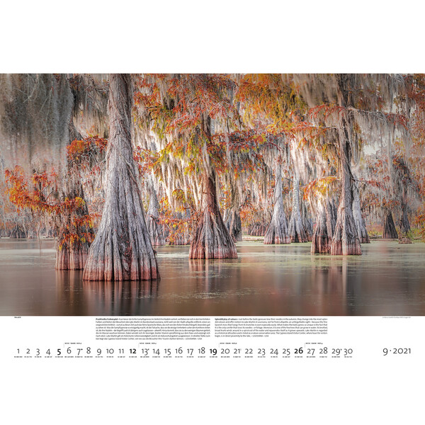 Palazzi Verlag Calendarios Bosques de la tierra 2021