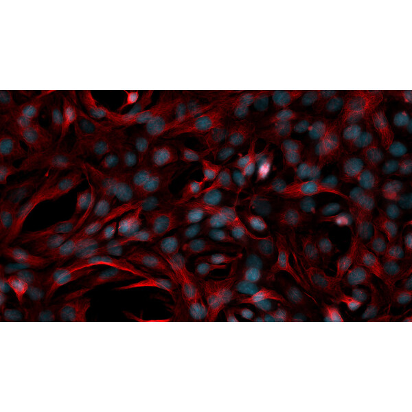 ZEISS Microscopio Axiovert 5 Digital, PH, FL, 50-400x, 0,4 NA, LED, 5 MP, mono