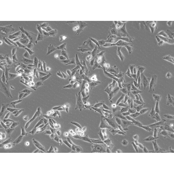 ZEISS Microscopio Axiovert 5 Digital, PH, FL, 50-400x, 0,4 NA, LED, 5 MP, mono