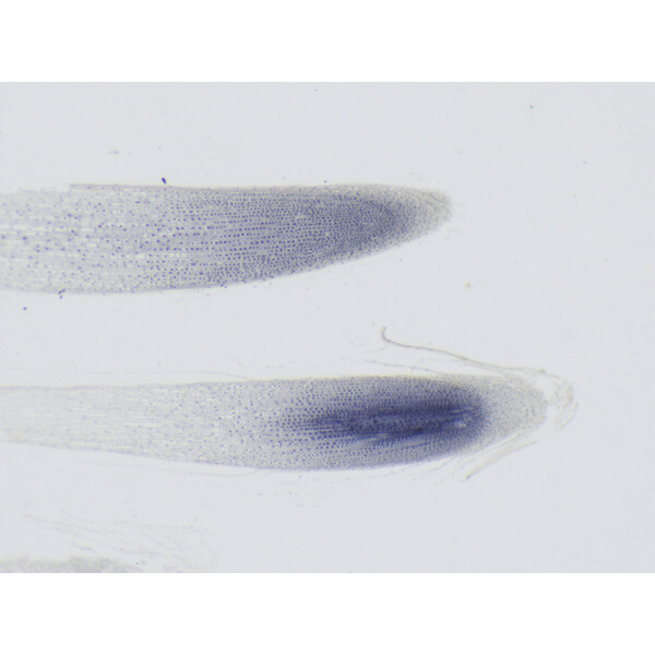 ZEISS Microscopio stereo zoom Stemi 355, C Lab, trino, BF, DF, w.d. 110 mm, 10x/23, 5,5:1 , 7,2x-40x, AL/DL, Spot C LED