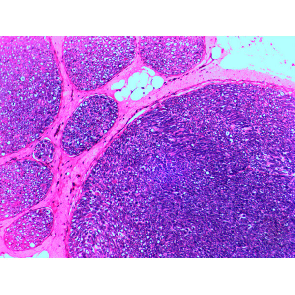 Levenhuk Preparados N20 NG