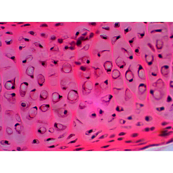 Levenhuk Preparados N20 NG