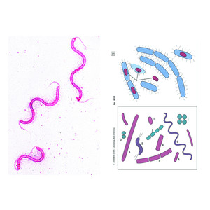 LIEDER Preparado de bacterias microscópicas, 6 prep.