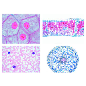 LIEDER Nivel secundario, kit I: células, tejidos y órganos (13 prep.)
