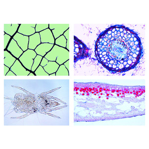 LIEDER Medio ambiente III: vida y estructuras microbianas (17 prep.)