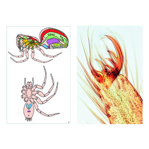 LIEDER Invertebrados, suplemento (12 prep.), kit de aprendizaje