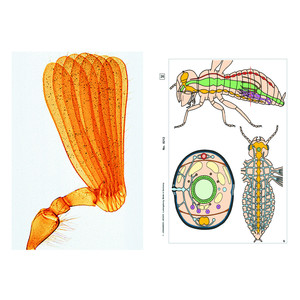 LIEDER Insectos, suplemento (12 prep.), kit de aprendizaje