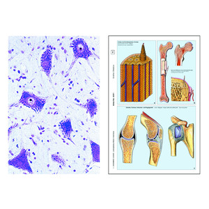 LIEDER La célula animal (citología), base (6 prep.), kit de aprendizaje