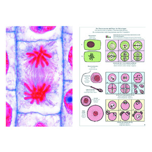 LIEDER Mitosis y meiosis (división celular), base (6 prep.), kit de aprendizaje