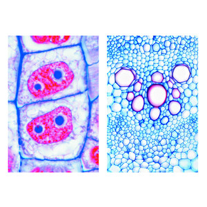 LIEDER La célula vegetal (citología), base (6 prep.), kit de aprendizaje