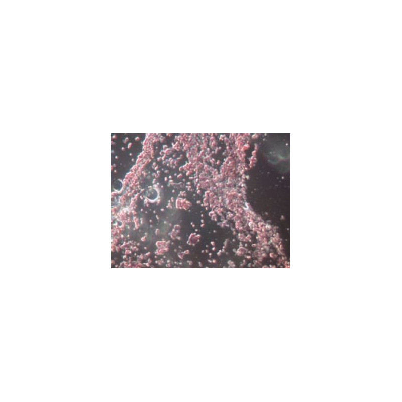 Novex Microscopio 86.091-DFLED, trinocular