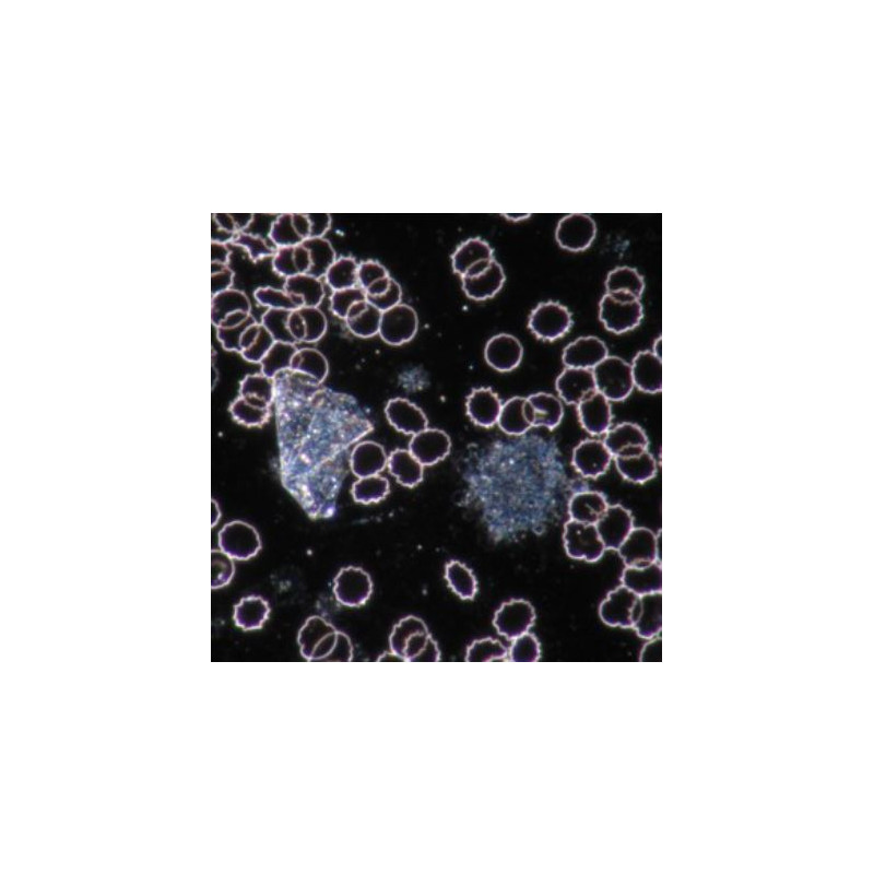 Novex Microscopio 86.091-DFLED, trinocular