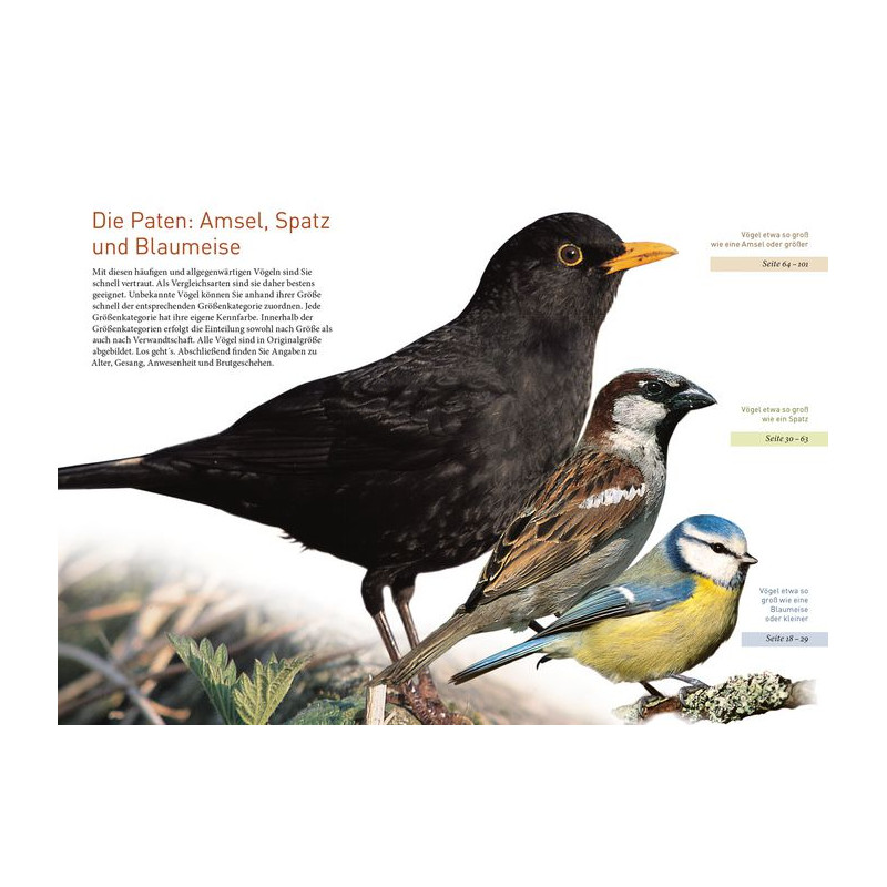Kosmos Verlag Pájaros de jardín a tamaño real (libro "Gartenvögel lebensgroß" en alemán)