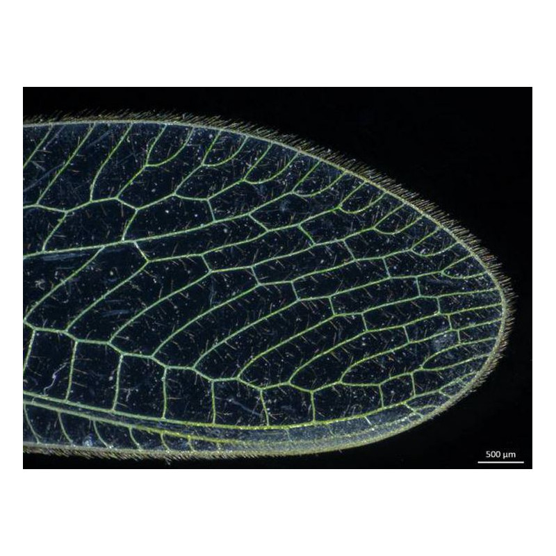 ZEISS Microscopio stereo zoom Stemi 305, LAB, bino, Greenough, w.d. 110 mm, 10x/23, 0.8x-4.0x