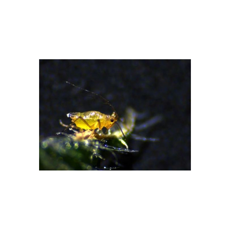 ZEISS Microscopio stereo zoom Stemi 305 cam W, K EDU, binocular, Greenough, distancia de trabajo 110 mm, 10x/23, 8-40x, foco K LED, 4 MP, Wi-Fi