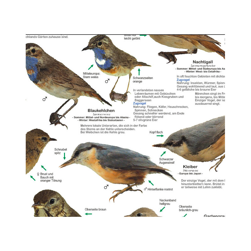 Planet Poster Editions Póster Einheimische Gartenvögel