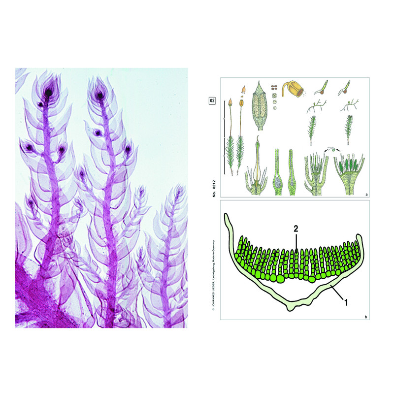 LIEDER Plantas sin floración (criptógamas), suplemento (12 prep.), kit de aprendizaje