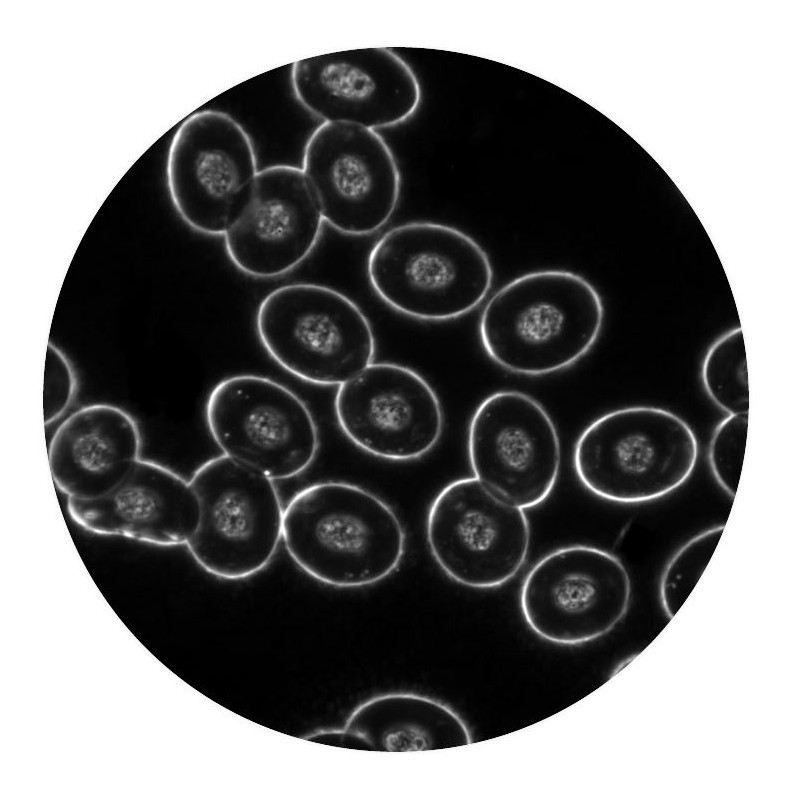 Optika Microscopio B-510DKIVD, trino, campo oscuro, W-PLAN IOS, W-PLAN, 40x-1000x, DIV