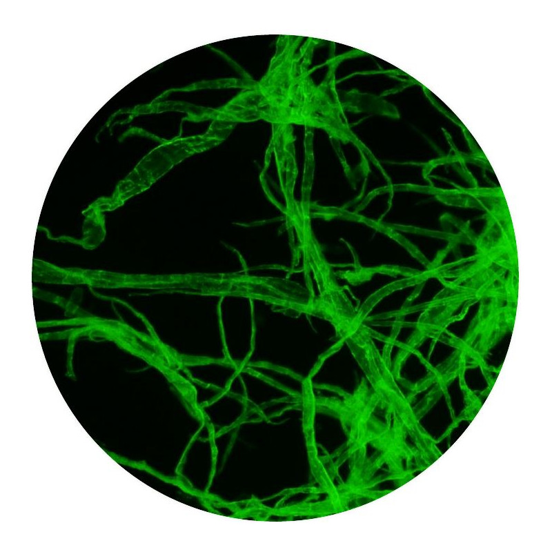 Optika Microscopio B-510LD2, fluorescencia, trino, 1000x, IOS, azul, verde