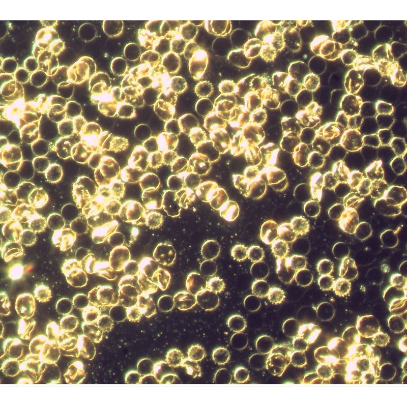 Pulch+Lorenz Cámara docu. de campo oscuro, 2,3MP, 1/1,2", USB 3.0