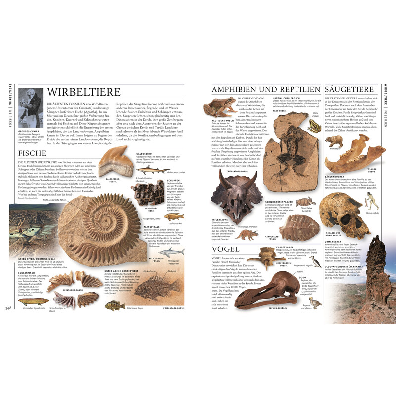 Dorling Kindersley Piedras y minerales