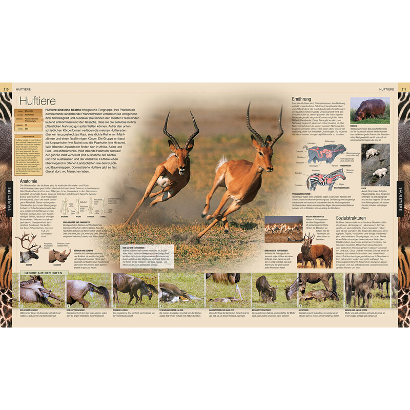 Dorling Kindersley Animales